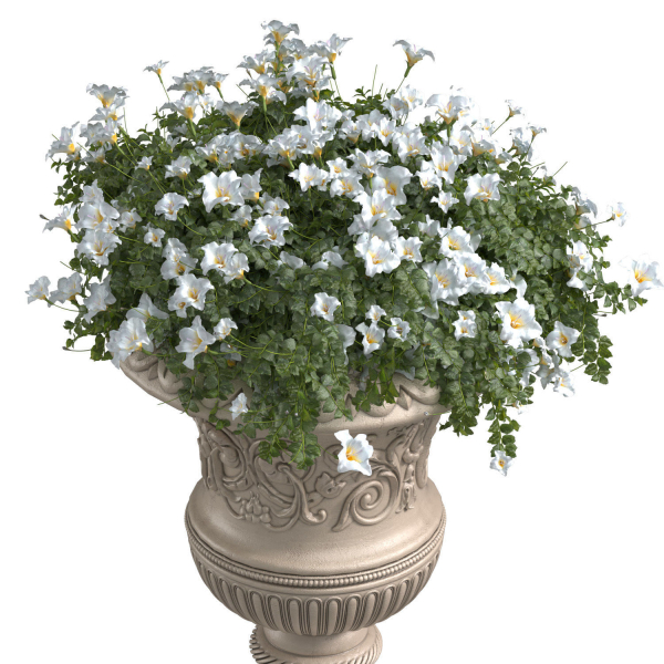 White flowers in a classic vase for decorating the facade