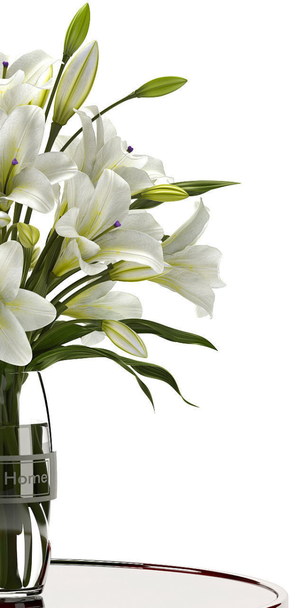 white lilly