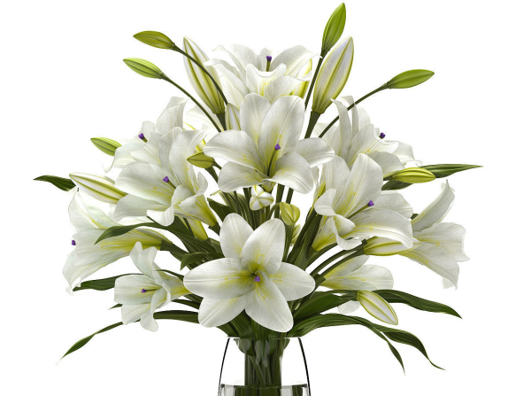 white lilly