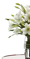 white lilly