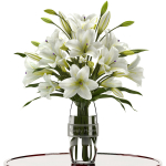 white lilly
