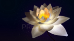 White Lotus- Water Lily 3d Animated