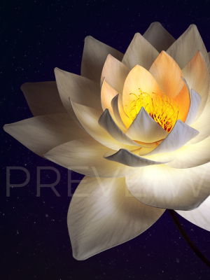 white-lotus-water-lily-3d-animated-3d-model-25c6a4deee