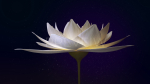 White Lotus- Water Lily 3d Animated