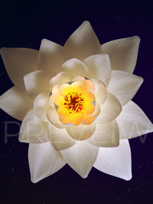 White Lotus- Water Lily 3d Animated