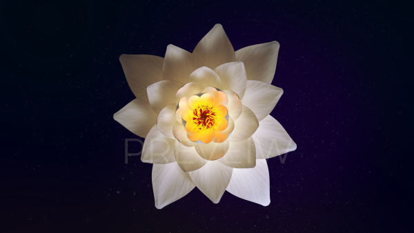 White Lotus- Water Lily 3d Animated