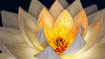 White Lotus- Water Lily 3d Animated