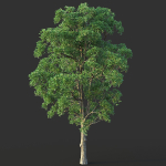 White Oak 03