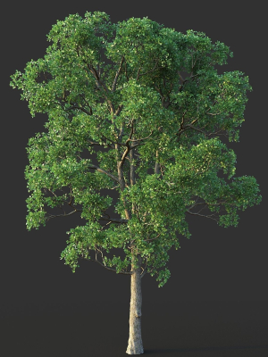 white-oak-03-3d-model-3b12706037