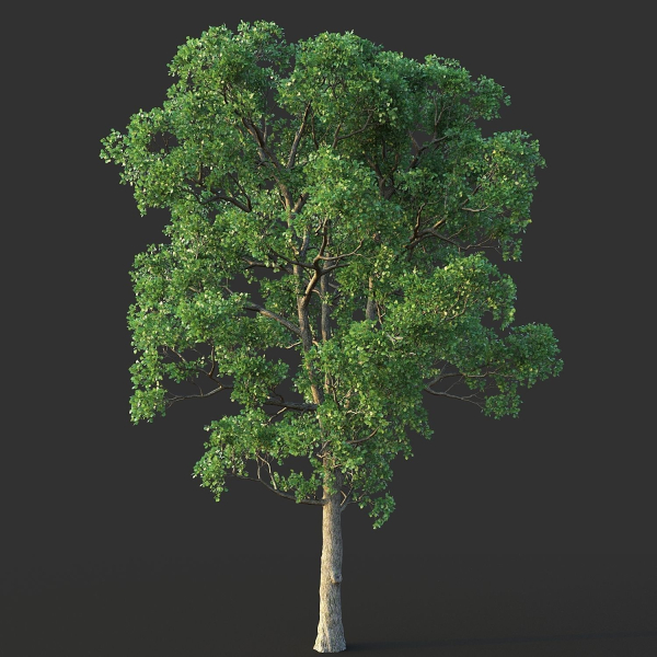 White Oak 03