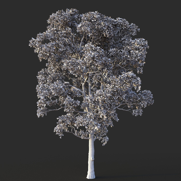 White Oak 03