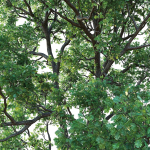 White Oak 03