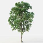 White Oak 03