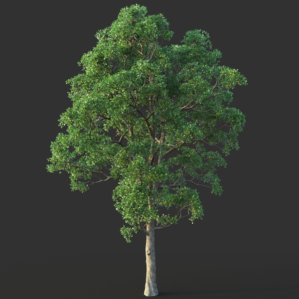 White Oak 03
