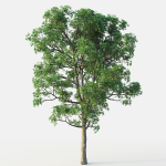 White Oak 03
