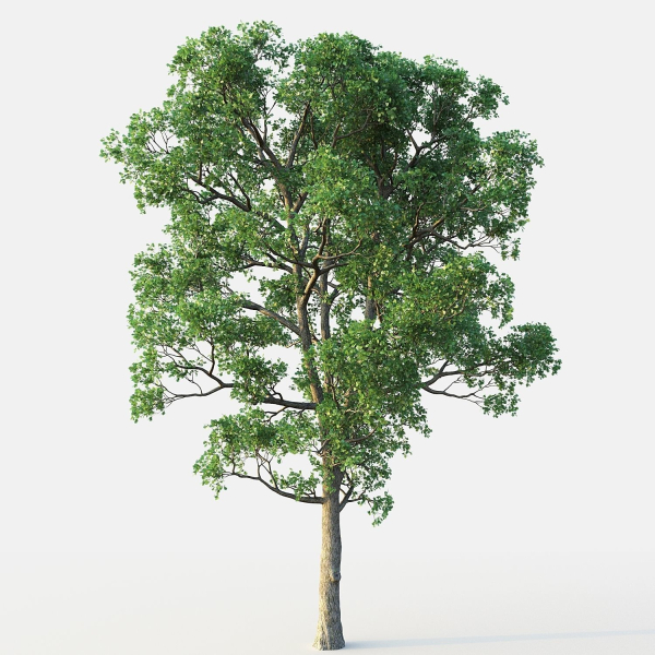 White Oak 03
