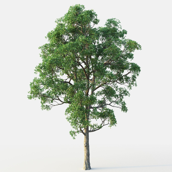 White Oak 03