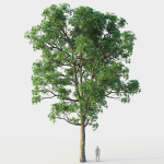 White Oak 03