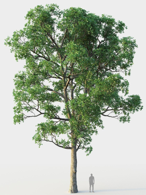 White Oak 03