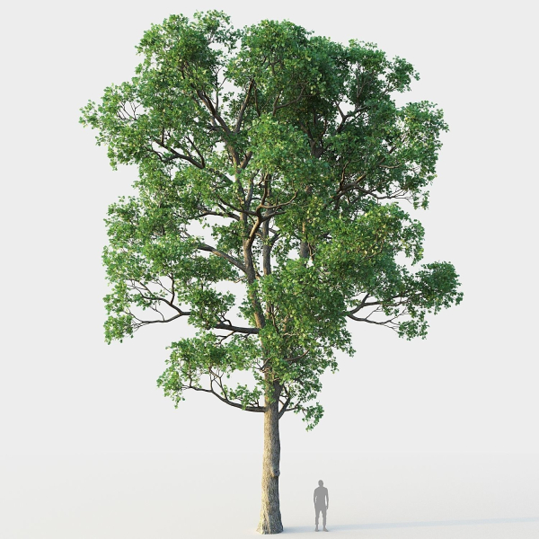 White Oak 03