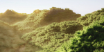Wide Forest Scene