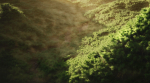 Wide Forest Scene