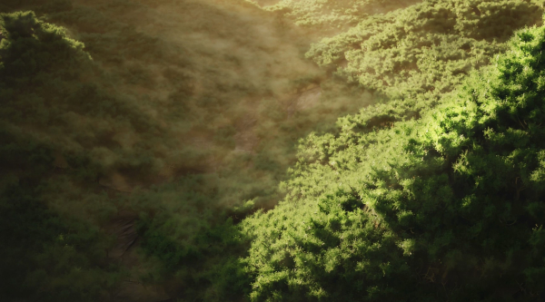 Wide Forest Scene