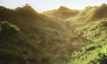 Wide Forest Scene