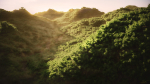 Wide Forest Scene