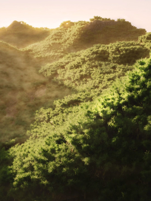 Wide Forest Scene