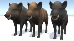 Wild Boar - Male