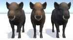 Wild Boar - Male