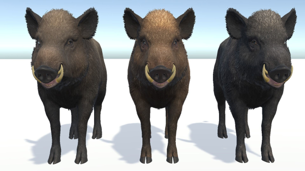 Wild Boar - Male