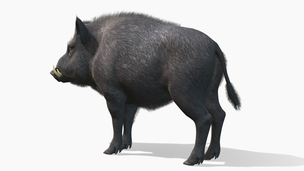 Wild Boar - Male