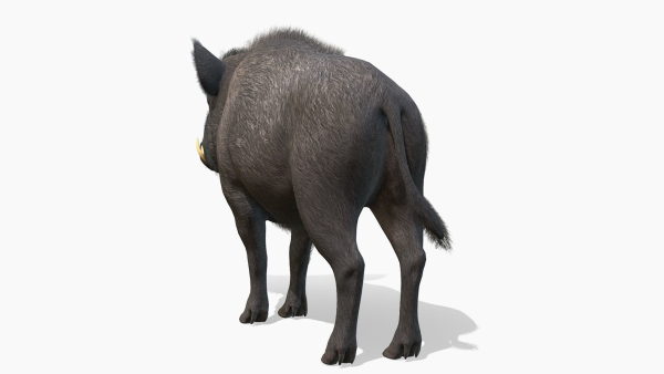 Wild Boar - Male