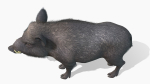 Wild Boar - Male