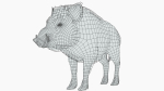 Wild Boar - Male