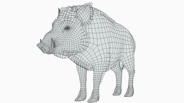 Wild Boar - Male