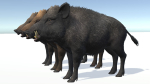 Wild Boar - Male