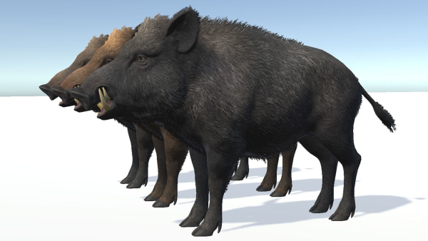 Wild Boar - Male