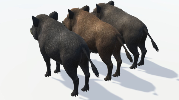 Wild Boar - Male