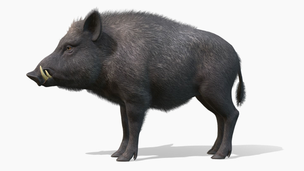 Wild Boar - Male