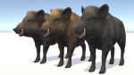 Wild Boar - Male