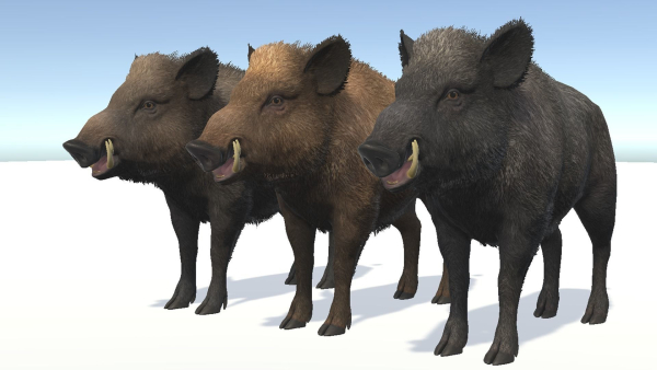 Wild Boar - Male