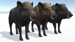 Wild Boar - Male
