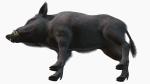 Wild Boar - Male