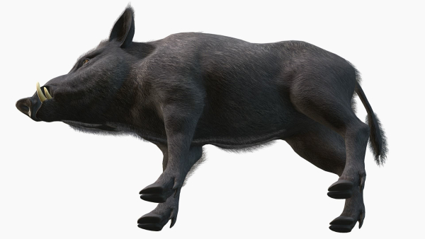 Wild Boar - Male
