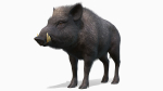 Wild Boar - Male