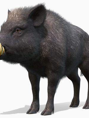 Wild Boar - Male