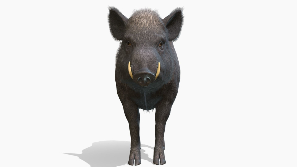 Wild Boar - Male